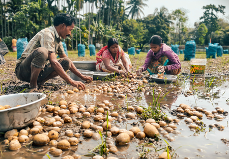 Trinamool govt’s ‘failure’ to address potato farmers’ woes likely to impact Bengal poll outcome