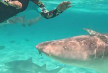 Hina Khan swims with sharks in the Maldivian sea