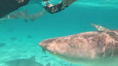 Hina Khan swims with sharks in the Maldivian sea