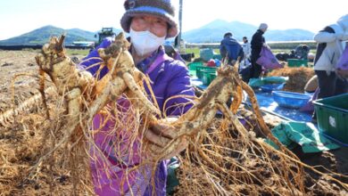 South Korea seeks UNESCO heritage status for ginseng, taekwondo traditions