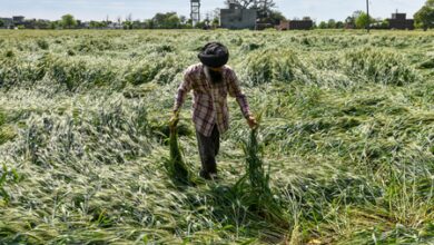 Hailstorms devastate over 8,000 hectares in Maharashtra’s Dhule; farmers face severe losses