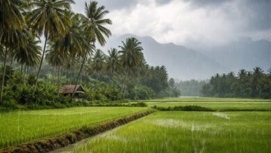 Rain in parts of Tamil Nadu, gradual rise in temperatures expected
