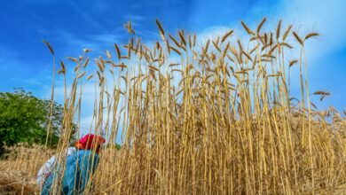 Food prices to rise further globally if West Asia crisis stretches beyond 40 days: FAO