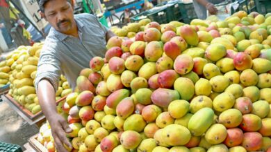 Tight vigil by Hyderabad Police to check sale of chemically ripened mangoes
