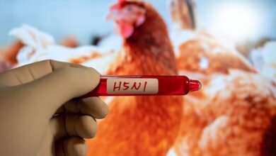 Bird flu spreads across four districts in Nepal