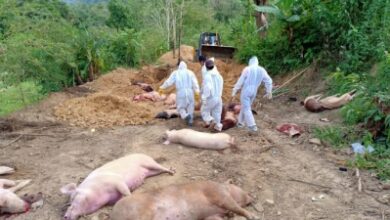 Chhattisgarh: African Swine Fever outbreak confirmed, 300 pigs culled