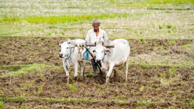 92 pc monsoon forecast, 35 pc deficit risk cloud FY27 farm outlook