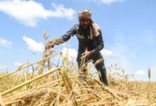 MP: Over 19 lakh farmers register as wheat procurement begins tomorrow