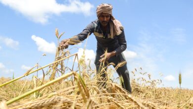 MP: Over 19 lakh farmers register as wheat procurement begins tomorrow