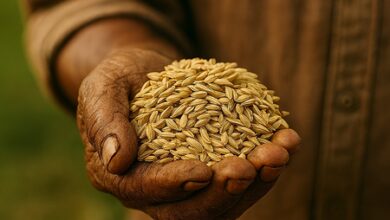 Govt relaxes inspection norms for rice exports to Europe Govt relaxes inspection norms for rice exports to Europe