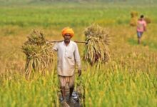 Digital agri push: e-NAM integrates 1,656 mandis, facilitates Rs 4.84 lakh crore trade