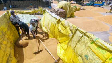 MP: Wheat procurement to begin from tomorrow​