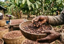 Policy framework, R&D and trade reforms needed to reduce India’s cocoa import: Industry leaders