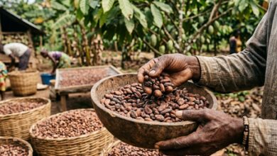 Policy framework, R&D and trade reforms needed to reduce India’s cocoa import: Industry leaders Policy framework, R&D and trade reforms needed to reduce India’s cocoa import: Industry leaders