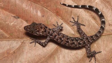 Assam CM hails new Gecko discovery as boost to northeast biodiversity