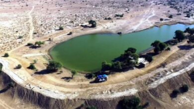 Raj govt launches initiative for ‘Oran’ conservation in Jaisalmer, 3,666 hectares of land reserved to preserve groves