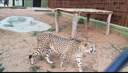 Four African cheetahs arrive at Bengaluru zoo; Forest Minister Khandre receives them