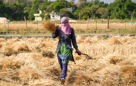 MP govt procures 59 lakh quintals of wheat, target set at 7.8 MT
