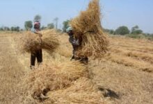 Relief for UP farmers: Wheat procurement norms relaxed, can sell produce at govt centres without registry