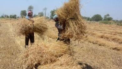 Relief for UP farmers: Wheat procurement norms relaxed, can sell produce at govt centres without registry