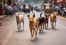 Three-year-old girl mauled to death by stray dogs in Telangana village