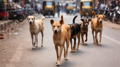 Three-year-old girl mauled to death by stray dogs in Telangana village