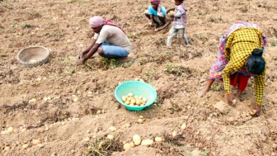 AIKS warns of nationwide stir over crashing potato prices, seeks PM’s intervention