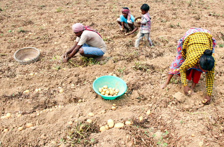 AIKS warns of nationwide stir over crashing potato prices, seeks PM’s intervention