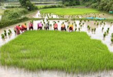 Women have only 3.6 per cent of Pakistan’s industrial sector jobs