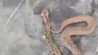Jharkhand man kills snakes and other animals for likes and views on social media, case registered