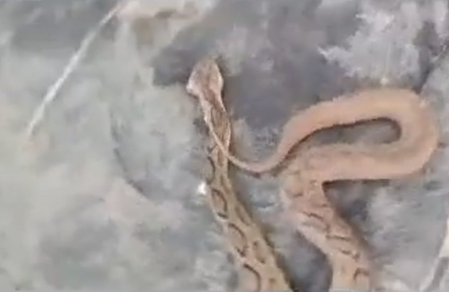 Jharkhand man kills snakes and other animals for likes and views on social media, case registered