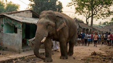 Elephant in ‘queue’ outside Bengal’s Jhargram voting booth causes brief alarm
