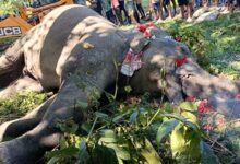 Wild elephant succumbs three days after being rescued from slush near Uduthorehalla reservoir in Karnataka