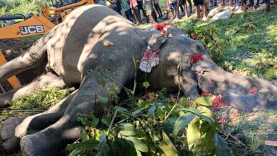 Wild elephant succumbs three days after being rescued from slush near Uduthorehalla reservoir in Karnataka