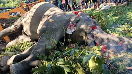 Wild elephant succumbs three days after being rescued from slush near Uduthorehalla reservoir in Karnataka
