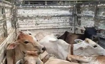 Assam: Police bust illegal cattle transportation in operation