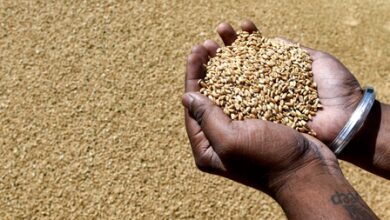 MP allowed to procure 100 lakh metric tonnes of wheat