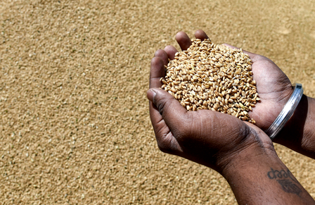 MP allowed to procure 100 lakh metric tonnes of wheat