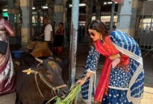 Shamita Shetty feeds cows at Tirupati, Shilpa Shetty says ‘You ARE blessed’