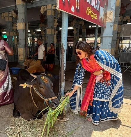 Shamita Shetty feeds cows at Tirupati, Shilpa Shetty says ‘You ARE blessed’