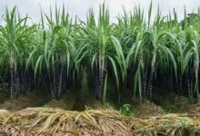 UP to undertake GPS survey of sugarcane crops from May 1 to June 30