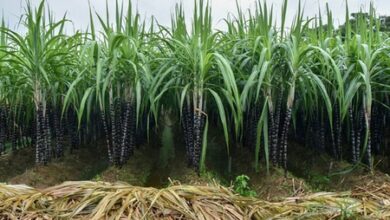 UP to undertake GPS survey of sugarcane crops from May 1 to June 30