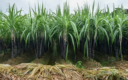 UP to undertake GPS survey of sugarcane crops from May 1 to June 30