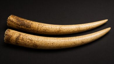 Four arrested by Chembur Police for attempting to sell elephant tusks worth Rs 3.5 crore