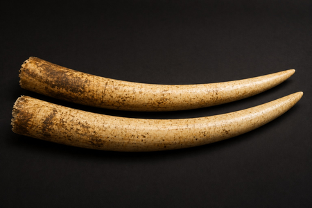 Four arrested by Chembur Police for attempting to sell elephant tusks worth Rs 3.5 crore