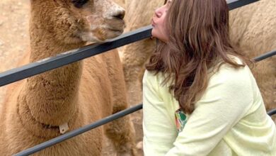 Hina Khan spends time with alpacas during her exotic South Korea trip
