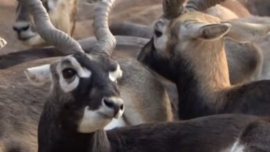 Blackbucks return to Chhattisgarh as community efforts mitigate human-elephant conflict: PM Modi in ‘Mann Ki Baat’