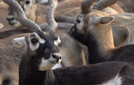 Blackbucks return to Chhattisgarh as community efforts mitigate human-elephant conflict: PM Modi in ‘Mann Ki Baat’