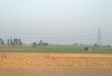 No major pest incidence, strong procurement point to steady wheat output: Govt