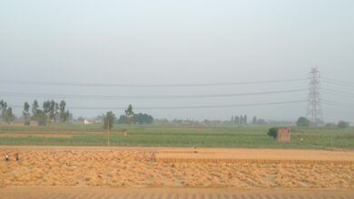 No major pest incidence, strong procurement point to steady wheat output: Govt